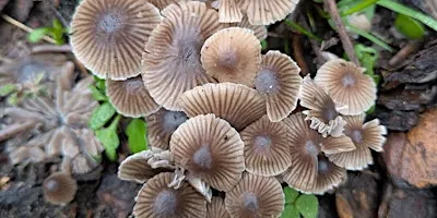 Fungi Identification Walk at Ryton Pools Country Park