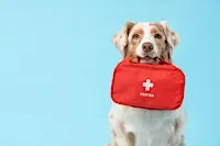 EHBO-opleiding voor honden