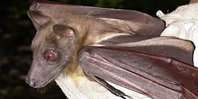 Wild Sarasota: Bats of Florida