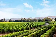 Mitchell's Seafood House + Caymus Vineyards Wine Dinner - Livonia, MI