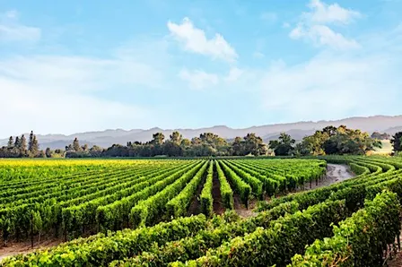 Mitchell's Seafood House + Caymus Vineyards Wine Dinner - Livonia, MI