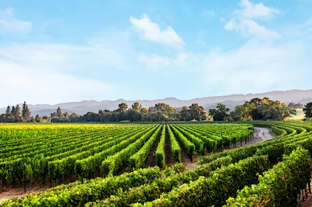 Mitchell's Seafood House + Caymus Vineyards Wine Dinner - Livonia, MI