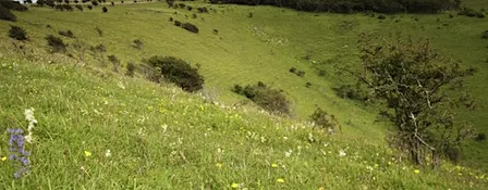 Corporate Wild Work Day: Conservation Day near Lewes, East Sussex