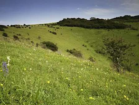 Corporate Wild Work Day: Conservation Day near Lewes, East Sussex