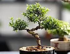 Bonsai Gardening for Beginners