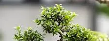 Bonsai Gardening for Beginners