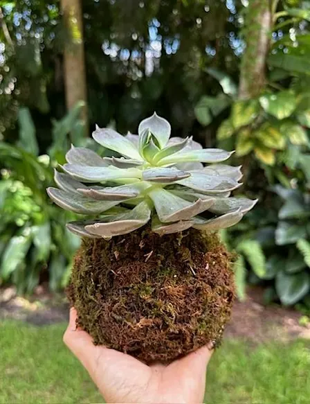 Kokedama Workshop