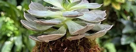 Kokedama Workshop