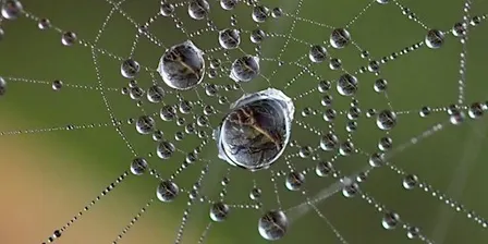 Macro Photography Course-Introduction to Macro Photography