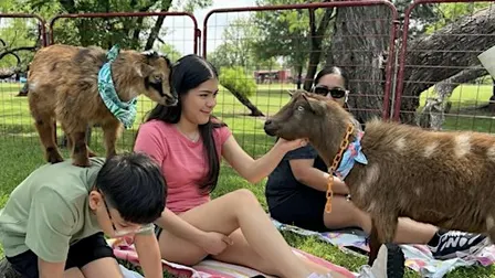 Goat Yoga McKinney The Stix!