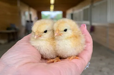 General admission/petting zoo