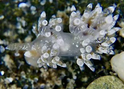 Sea Slug Survey in the Rocky Shores