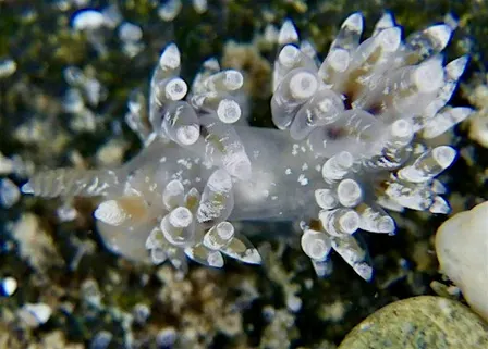 Sea Slug Survey in the Rocky Shores