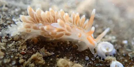 Sea Slug Survey in the Rocky Shores Annual Sea Slug Count