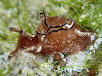 Sea Slug Survey in the Rocky Shores