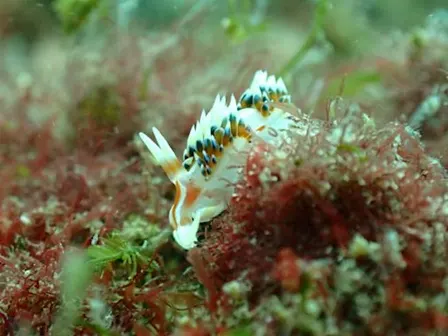 Sea Slug Survey in the Rocky Shores