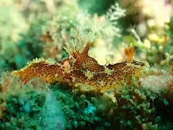 Sea Slug Survey in the Rocky Shores