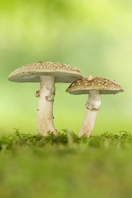Nature Walk - Fungi