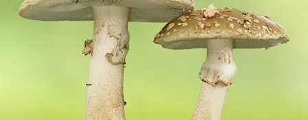 Nature Walk - Fungi