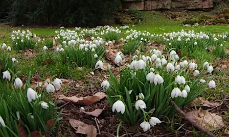 SNOWDROP Walk at The Wolseley Centre