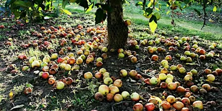 Apple Day Celebration at Macclesfield Riverside Park