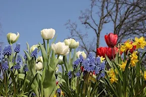 Think Green Thursday: Planting Spring Bulbs