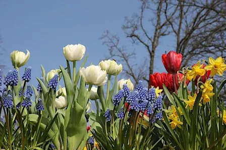 Think Green Thursday: Planting Spring Bulbs