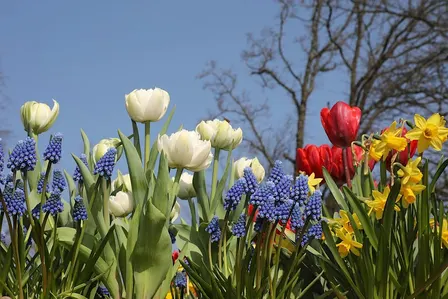 Think Green Thursday: Planting Spring Bulbs