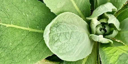 Foraging - An Introduction to our World - WORKSHOP - Forage Walk & Snacks