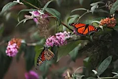 The World Of Butterflies: Facts, Stats, Challenges and How We Can Help