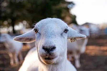 Shepherd Experience: Farm Tour with Sheep Interaction