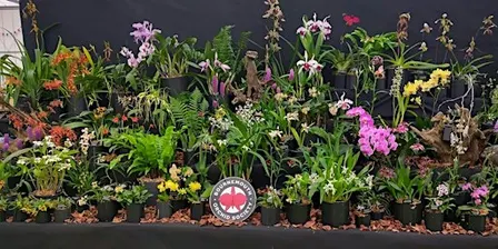 Bournemouth Orchid Society Autumn Show & Trade Fair