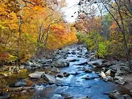A Gentle Walk with Birds & Nature