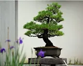 World Bonsai Day 2027