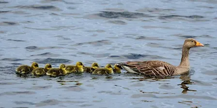 Wildlife Photography for Beginners at Staveley
