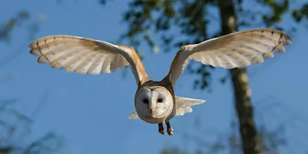 Far Ings Family Fun: Owl Pellet Detectives
