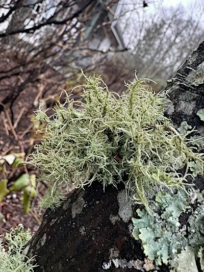 Lichen Lookout