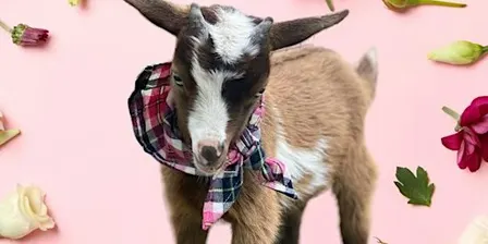Goat Yoga McKinney @ Tupps!