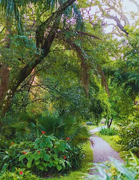 Florida Plant Walk & Tea Experience