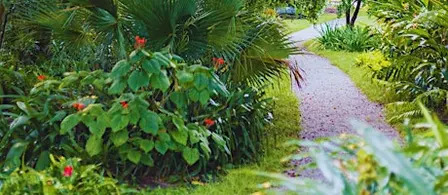 Florida Plant Walk & Tea Experience