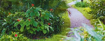 Florida Plant Walk & Tea Experience