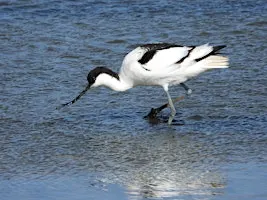 Brilliant birds (27 October)