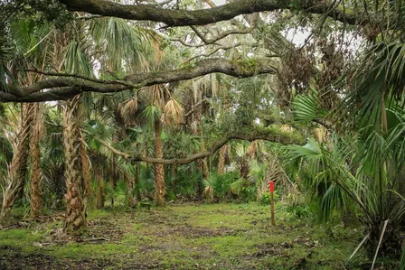 Guided Hike at Caracara Prairie Preserve