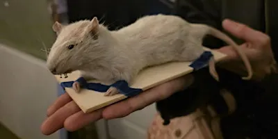 Rat Taxidermy Class