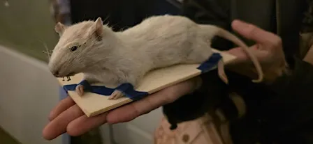 Rat Taxidermy Class