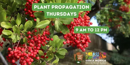 Thursday Plant Propagation: Native Plant Nursery Volunteering