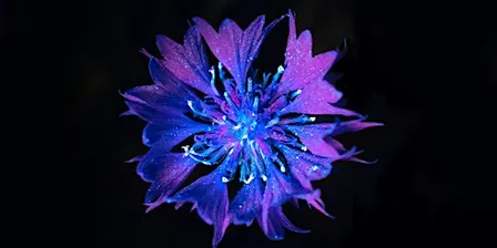 Biofluorescence Night Walks at Lower Woods