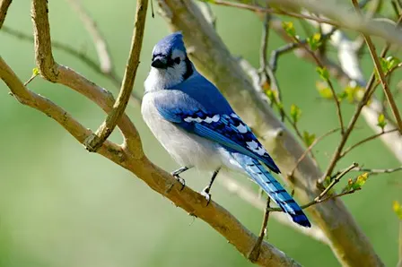 Birding at Burden September 2026