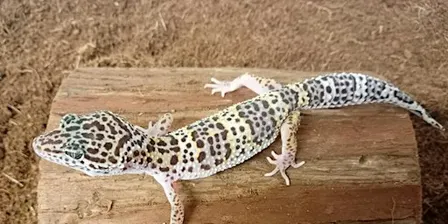 The Naze Reptile Encounter
