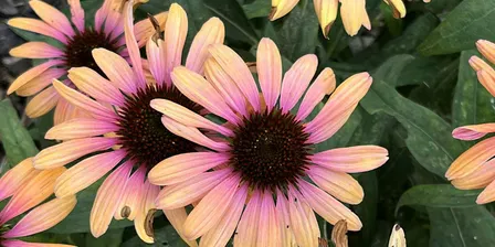 Plants for Utah Landscapes